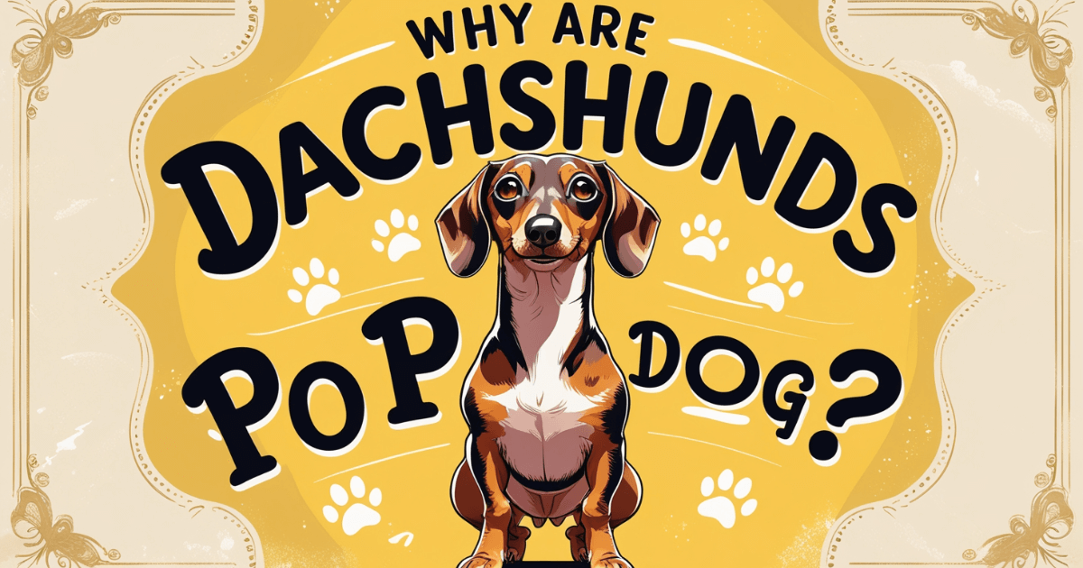 Why Are Dachshunds So Popular